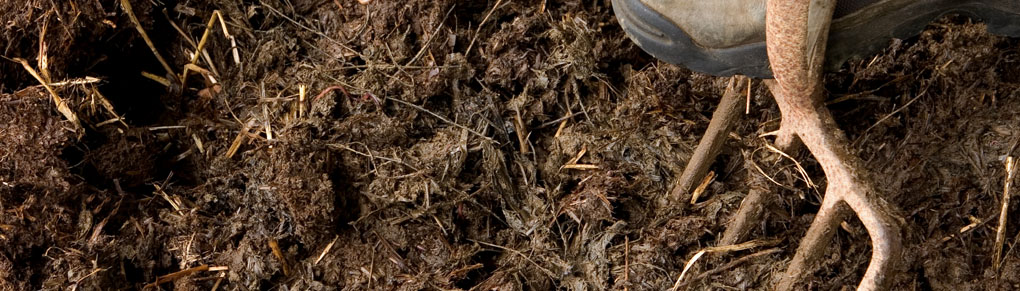 Get Your Soil in Shape for Spring!