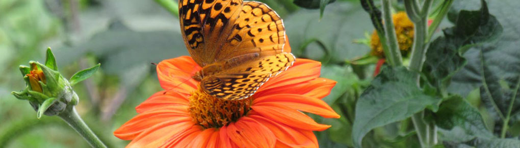 Grow a Butterfly Banquet with 3 Easy Nectar Plants