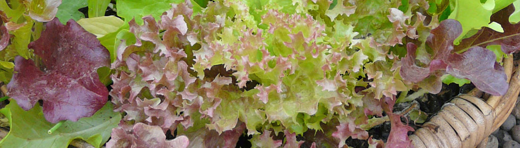 Grow Endless Salads From One Container