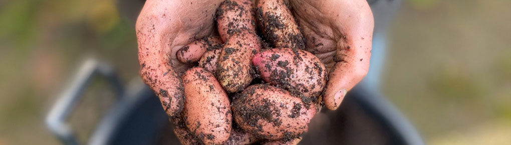 Grow Loads of Potatoes in Buckets (Super Easy)