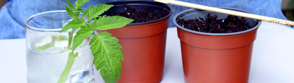 Grow More Plants For Free By Rooting Tomato Cuttings