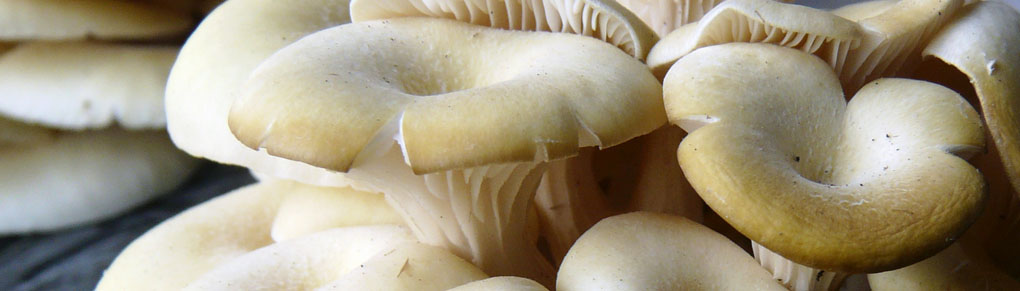 Grow Mushrooms in 30 Days