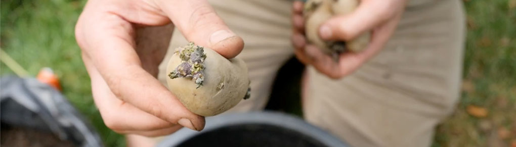 Grow Potatoes Year-Round with Second Cropping Spuds