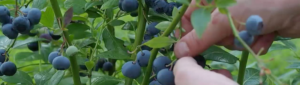 Growing Blueberries from Planting to Harvest