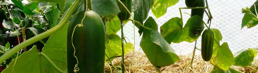Growing Cucumbers from Sowing to Harvest