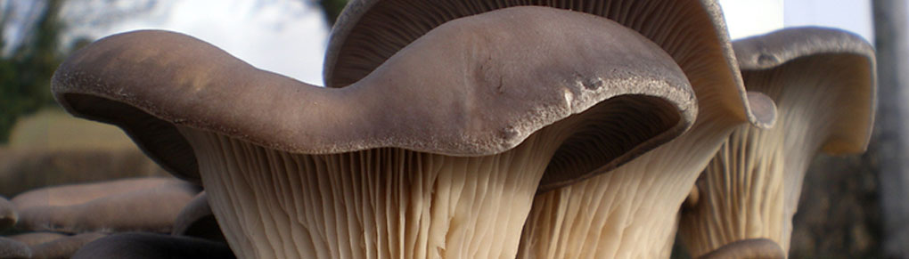 Growing Gourmet Mushrooms at Home from Waste Coffee Grounds