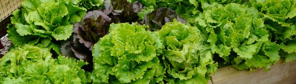 Growing Lettuce from Sowing to Harvest