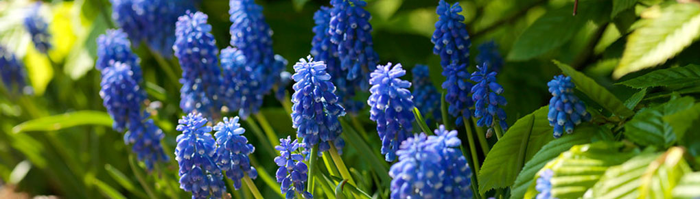 Growing Muscari in Containers: Blue Bulbs to Brighten Up Your Spring Pots!