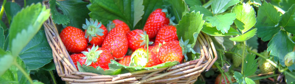 Growing Strawberries from Planting to Harvest