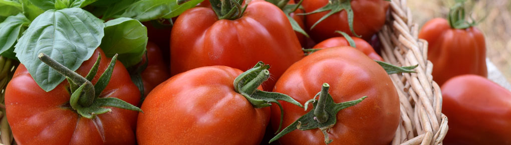 Growing Tomatoes from Sowing to Harvest
