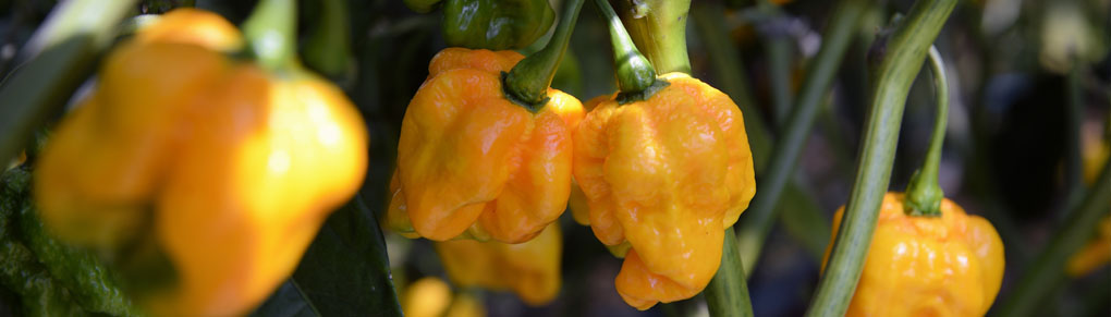 HOT Tips for Growing Chilli Peppers at Home