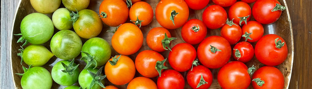 How Smart Gardeners Ripen Every Last Tomato