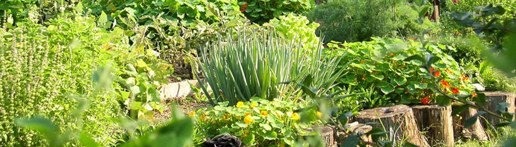 How to Create a Vegetable Garden on a Slope