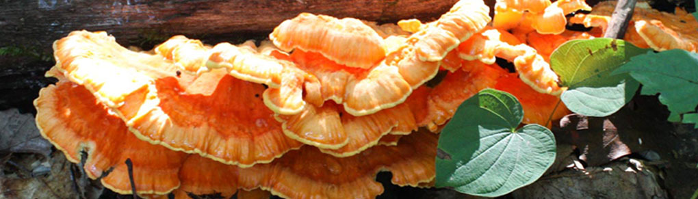 How to Get Started Foraging For Wild Mushrooms