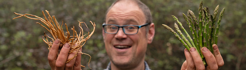 How to Grow Asparagus: Plant Once, Harvest for Forever!