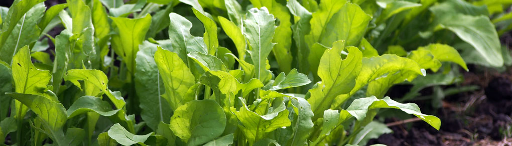 How to Grow Awesome Arugula (or Remarkable Rocket!) For Longer