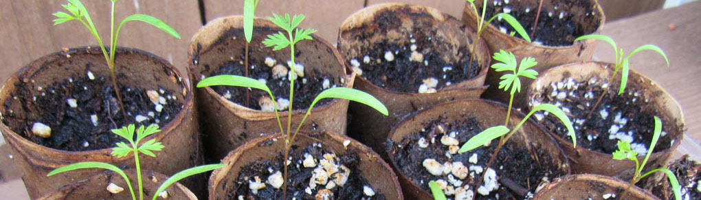 How to Grow Carrots and Parsnips in Toilet Paper Rolls