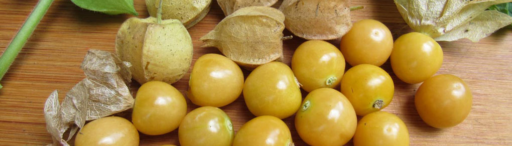 How to Grow Ground Cherries