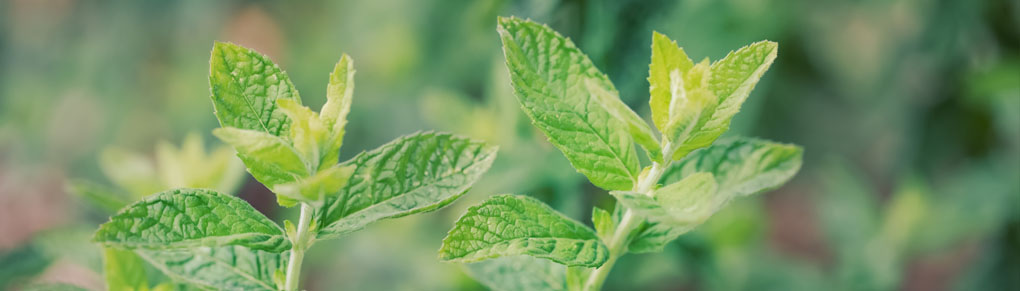 How to Grow Mint NON-STOP (Without It Taking Over!)