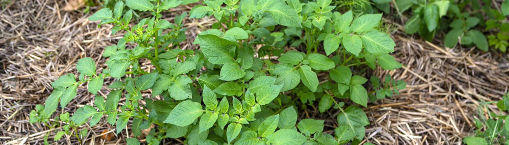 How to Grow Potatoes in Straw (NO DIGGING!)