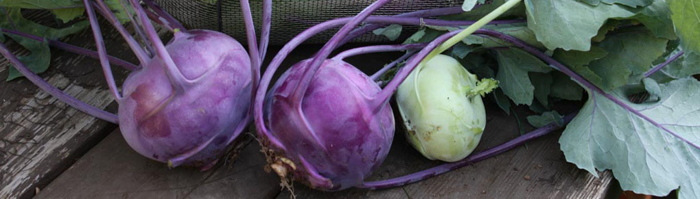 How to Grow Super-Early Kohlrabi (50 Days From Transplanting)