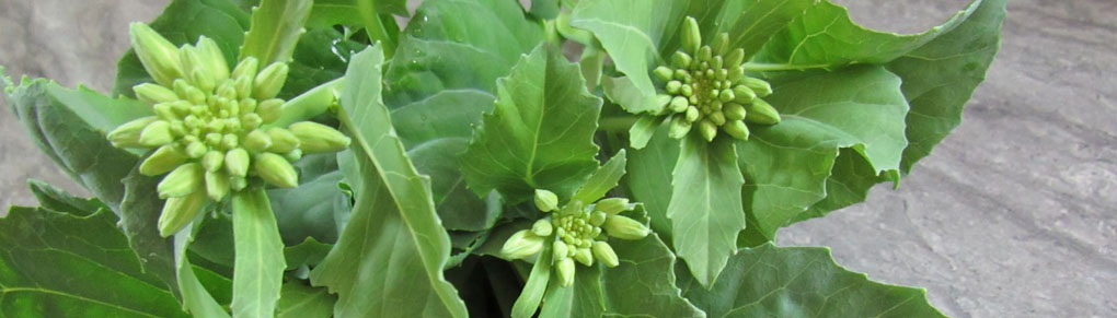 How to Grow Super Easy Chinese Broccoli