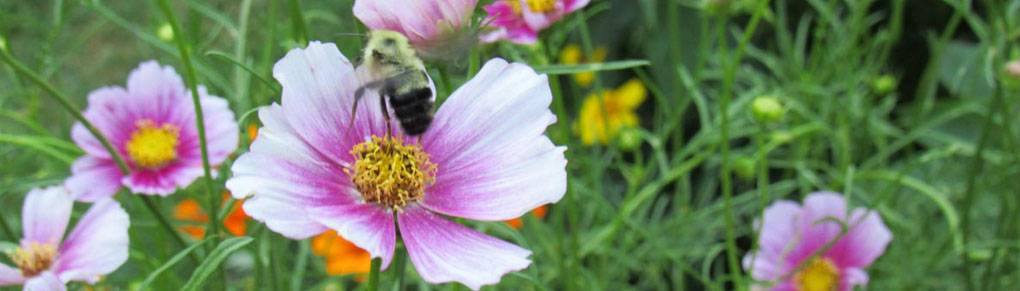 How to Keep Cosmos Blooming All Summer