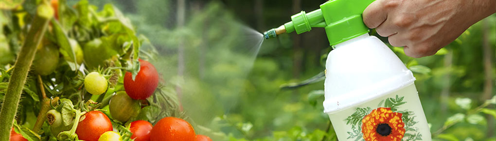 How to Make All-Natural Pest Repellent Using Marigolds