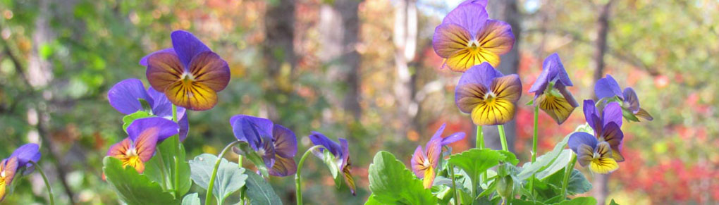 How to Overwinter Violas That Will Bloom Like Crazy!