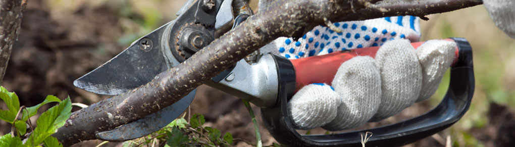 How to Plant and Prune Currant Bushes