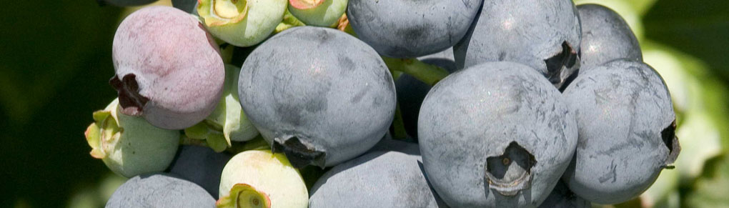 How to Prune Blueberry Bushes