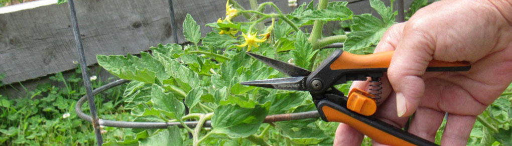How to Prune Tomato Plants For EXPLOSIVE Growth (the Right Way!)