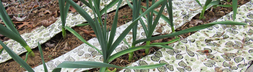 How to Use Cloth as Vegetable Garden Mulch