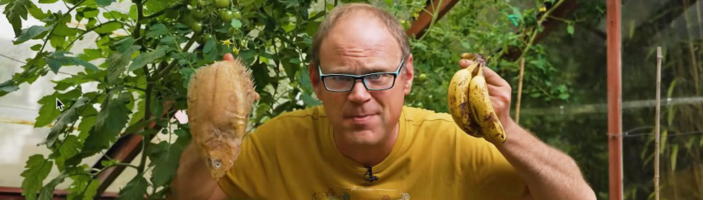 I Buried Bananas and Fish Under My Tomatoes. Here's What Happened...