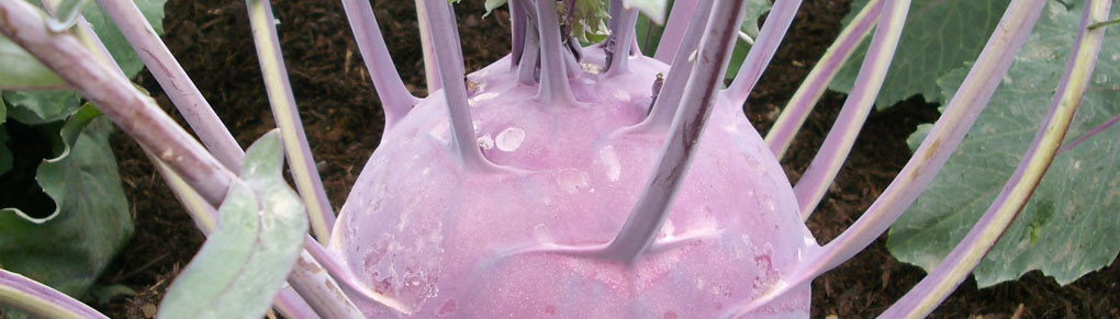 Kohlrabi Recipes for Gardeners