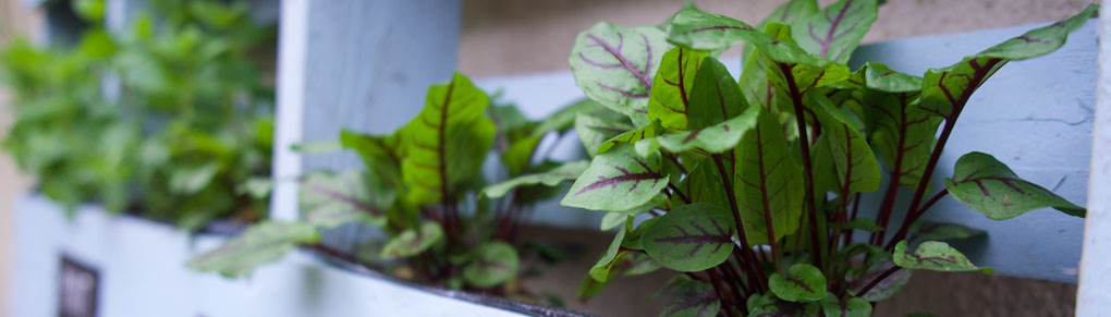 Make This Amazing Herb Pallet Planter