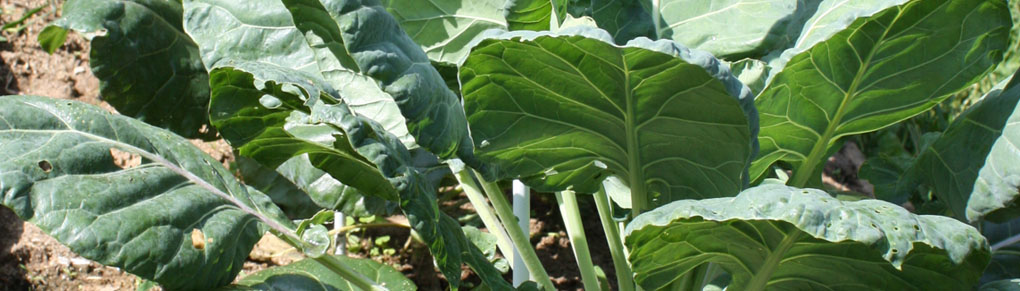 Miraculous Micronutrients to Give Your Homegrown Vegetables a Boost