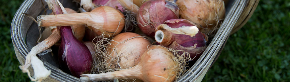 Onion Harvesting and Storing Masterclass