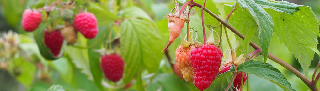 Permaculture Principles for Vegetable Gardeners