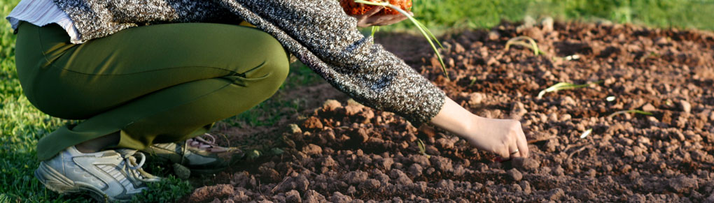Plan Your First Vegetable Garden in 5 Easy Steps