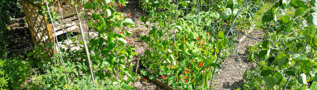 Vegetable Garden Planner | Garden Planning Apps | GrowVeg.com