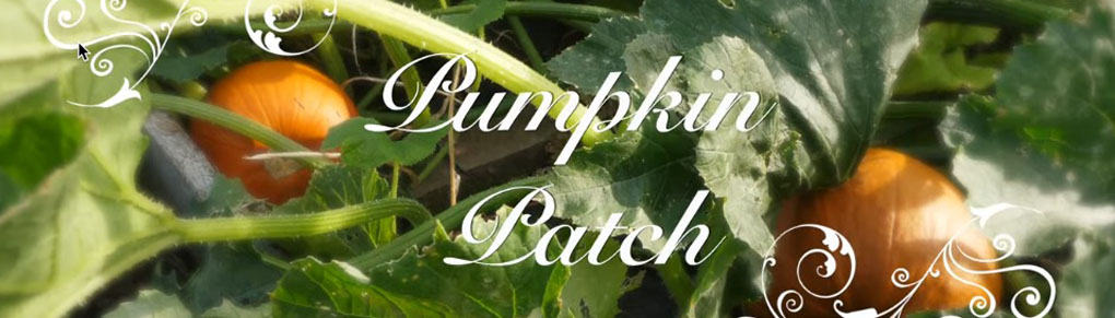 Plant a Pumpkin Patch: Your Step-by-Step Guide