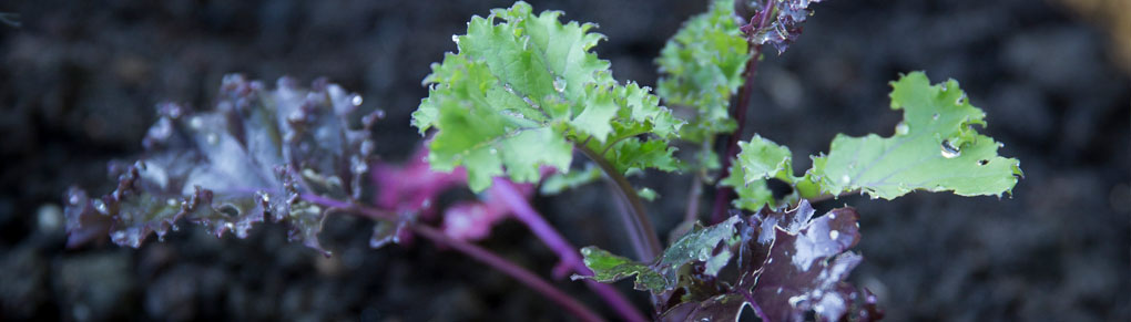 Plant Now, Harvest Before Winter (Last Chance!)