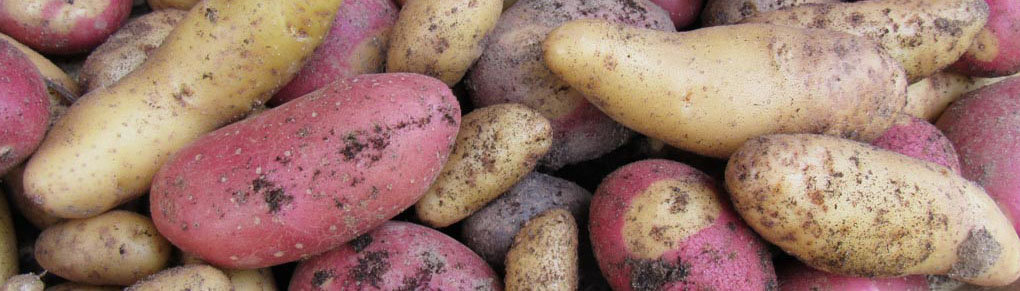 Planting Potatoes in the Autumn