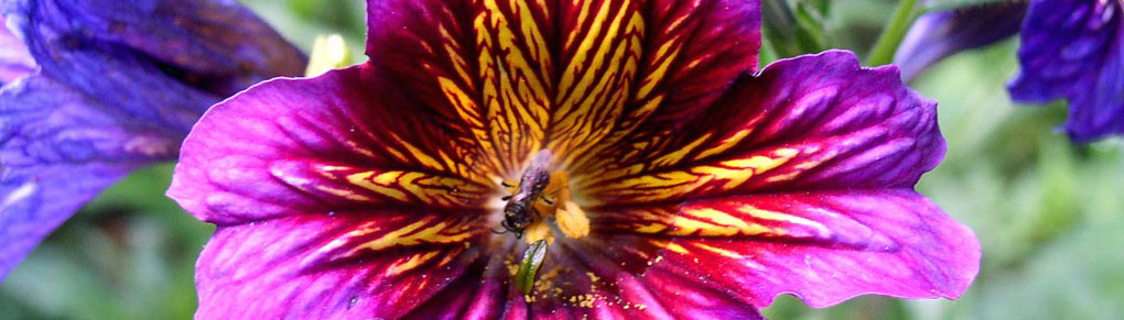 Please Pollinators by Growing Stunning Salpiglossis