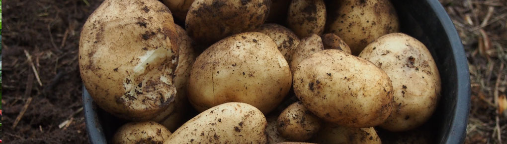 Potato Growing Masterclass: My Tips for a Bigger, Better Harvest