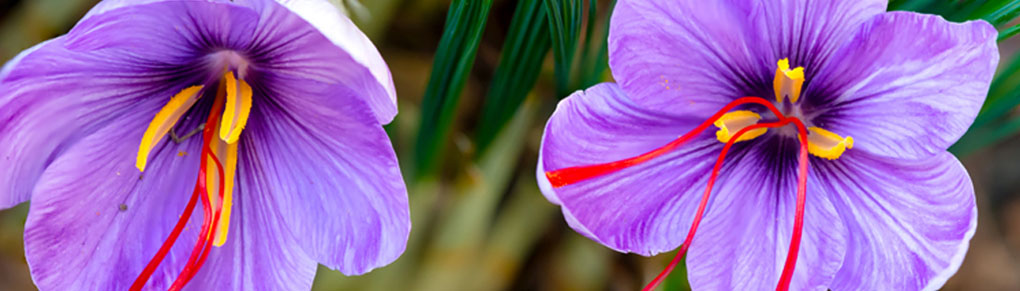 Save (Lots of!) Money by Growing Your Own Saffron