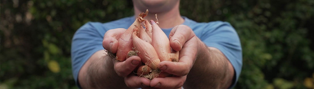 Shallot Growing Masterclass: Better Than Onions!