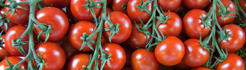 Simple Steps to Growing MASSES of Tomatoes!