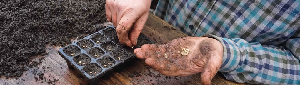 Smart Gardeners Sow These Seeds in Late Winter